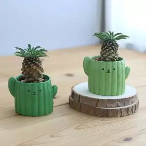 [텐바이텐]아프리카 식물 괴마옥 미니 파인애플 희귀 반려식물 선인장화분