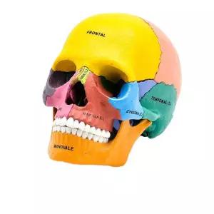 인체모형도 두상 인체모형 장기 두개골모형 학습용 인체골격 해부학 인체근육 해골 모형 인체