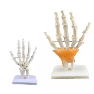 손뼈 관절모형 해부 교육 정밀 손목 어깨 인간 모형 해골 실습 해부학 손 의학 병원