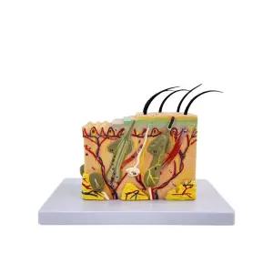 피부 모형 조직 피부과 해면 피부모형 확대 단면 모낭 병원 교구