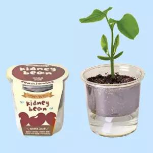 자연과학 강낭콩 재배 키트 어린이 과학 실험 식물 성장 관찰 교육 세트 새싹 키우기 DIY 홈 가드닝