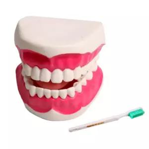 학교 소형 치아 모형 양치 교육 교구+칫솔 인체모형 교재 생물교재