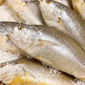 반건조 부세조기(280g내외) x 3미