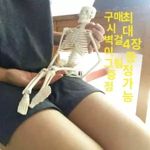 전신 해골 모형 교구 근육 170cm 85CM 인체