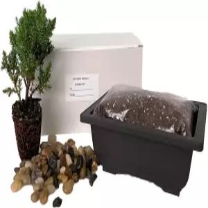 나의 첫 번째 분재 트리 키트 플러스 라이브 일본 향나무