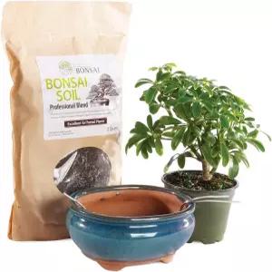 브뤼셀의 분재 라이브 하와이안 우산 트리 키트 - 작은 실내 도자기 냄비와 흙이 포함된