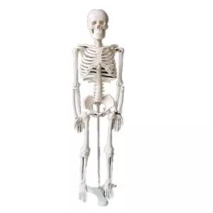 전신 해골 모형 근육 인체 85CM 교구 170cm