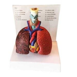 과학 조립식 해골 모델 교육 기관 폐모형 시간 이미지 투명 51개 인체모형 설명용
