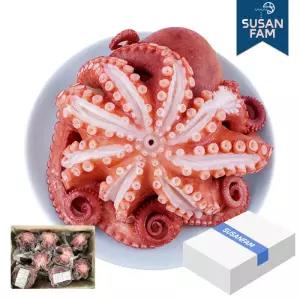 프리미엄 필리핀 자숙 문어 10kg 삶은 문어 숙회 수입 냉동