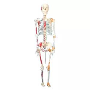 뼈모형 간호학 받침대 요추 인체 해부학 교구 해골 모델 신체 전신 인대 브라켓 척추 골격