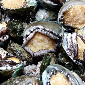 [초록초록팜]완도 활 전복 소 22-25미 1kg 가성비 싱싱한 당일발송 산지직송 건강식 보양식 WL