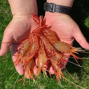 산지직송 자연산 독도 활 도화새우 꽃새우 믹스) 500g 산소포장 닭새우 홍새우 새우회 횟감