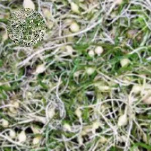 종묘사 달래 주아 종근 씨앗 품종 작물 종자 400g