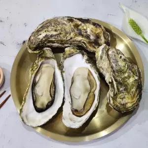 통통 삼배체 굴 1kg