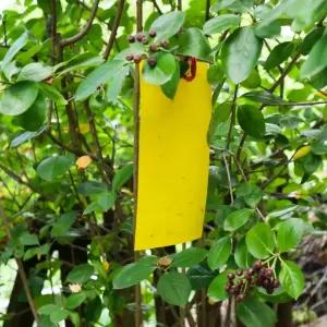 강력한 포획력 초파리트랩 주방 음식물 쓰레기 주변 위생 관리 해충 방지 필수 아이템