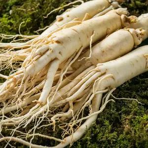 금산인삼 세척 원수삼(대)선물용 한채 750g 씻은 바로 먹는 삼 잔뿌리 인삼차 진공포장