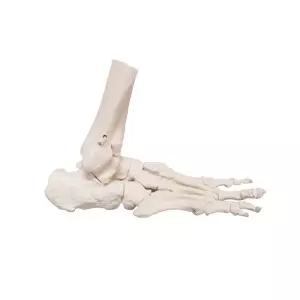 발 뼈 모형 발목 관절 상품 의학 정교한 인체