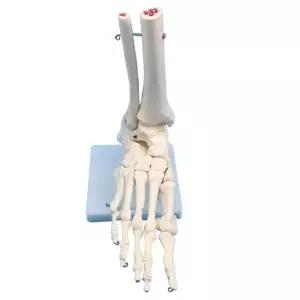 인체 골격 모형 교육용 교구 두개골 실습용 인체골격모형 해부학 마네킹 뼈모형 해골 모델