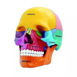 두개골 뇌모형 해부 모델 형광두골 색상 교육용 교육 3D 해골