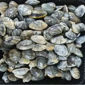 VDD 연안 바지락 1kg냉동 해물 해산