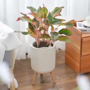 실내 인테리어 다육 화분 탁상용 거실 베란다 장식용스타일리시 식물 대형 깔끔한 홈가드닝 플라스틱 심플