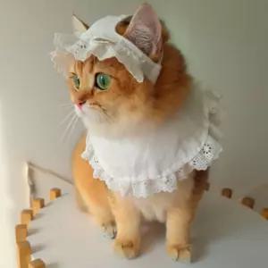 고양이 모자 케이프 화이트 레이스 세트강아지 애견 코스튬 펫소품 홈파티 의상 반려용품 패션