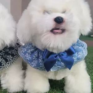 코코아허니 205F4 데님케이프애견청 강아지 리본 댕댕이 스카프 반려 애완 예쁜