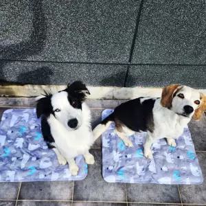 강아지 아이스 쿨매트 방석 얼음 패드시원한 여름 냉감 애견 고양이 반려 용매트 쿠션