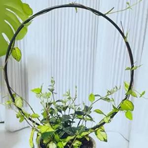 화초 지지대 고추 작물 넝쿨식물식물지 식물원형