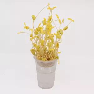 콩나물 기르기 4개 세트/체험/키우기/건강식/식물/재배/과학/수업/캠프/교육용/재배통/기업/행사