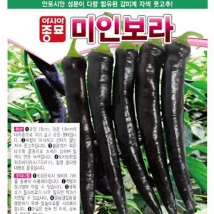 고추씨앗 미인보라 10립 종자