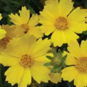 품종 판매 키우기 종자 종묘사 야생화 꽃씨앗 금계국 5000립 [mA97B40]