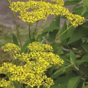 품종 판매 종자 정원 야생화 씨앗 마타리 꾸미기 꽃 15000립 [mA01794]