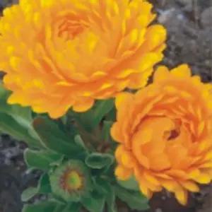 판매 종자 야생화 앗 씨 메리골드 꽃 금잔화 관상용 500립 [mA8DF18]