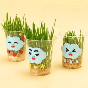 EVA 보리싹키우기 5세트 관찰일지새싹 키우기 일지 자연 식물학습 씨앗 싹키우기