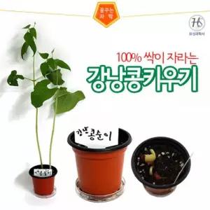 (HSS) 강낭콩기르기(5인)
