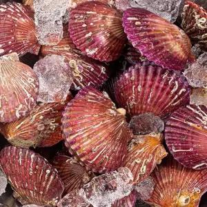 제철맞은 달큰한 홍가리비 5kg (100-125미)