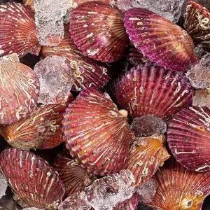 제철맞은 달큰한 홍가리비 3kg (60-75미)