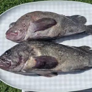 국내산 자연산 특대 우럭 2미