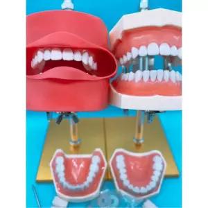수복 치위생과 교육 넣다 페이스 권력 틀에 실기 넣다 6개를 6개를 틀에 덴티폼 얼굴 모델 모형 연습 강아지 대형 세라믹 교실 스페이싱 모형