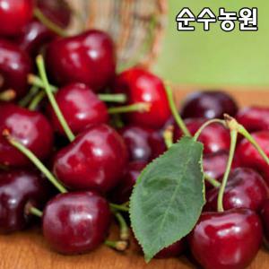 체리나무 묘목, 타이톤 접목1년 뿌리묘 1개/유실수/과실수