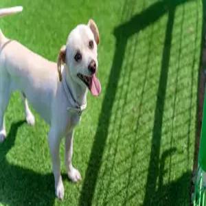 [강원/강릉] 강릉 수와래 애견 동반 펜션 (낚시/바다(도보5분)/해수욕장/바베큐장/애견/일출/일몰/개별바베큐/가족/커플/단체/복층/MT/워크샵/애견운동장)