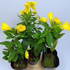 골드씨드 꽃피는 야생화 황금낮달맞이 4치포트 노지월동식물 전원주택조경 실외조경 지피식물