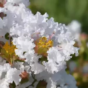 [할인상품] 비설 목백일홍 배롱나무 묘목 - 삽목묘