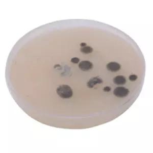 초등 과학시간교구 고체배지 세균 곰팡이 배양실험 5p 만들기교재 동아리