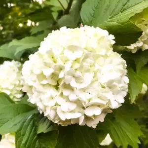 [충북농원] 불두화 (수국백당) 나무 묘목 - 분묘