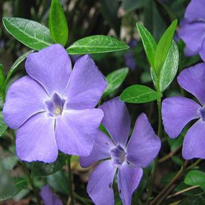 [나무팜]빈카모종(3치포트30개/한판)빈카마이너 다년생 묘목 덩굴식물 원예종 조경용 정원용