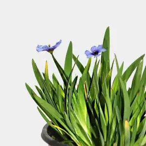 마이플랜트 청매화 붓꽃 소형 2개 꽃모종 야생화 화초키우기 화단가꾸기 반려식물 공기정화식물