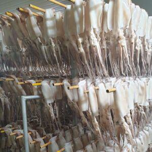 피데기 반건조 오징어 5미 (900g 급)