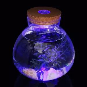 [골드스마일]마리모 키우기 LED 유리병 반려식물 테라리움